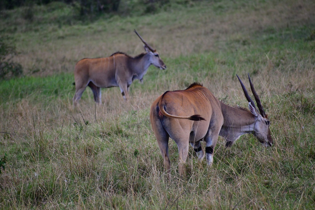 Masai Mara Nat. Reserve